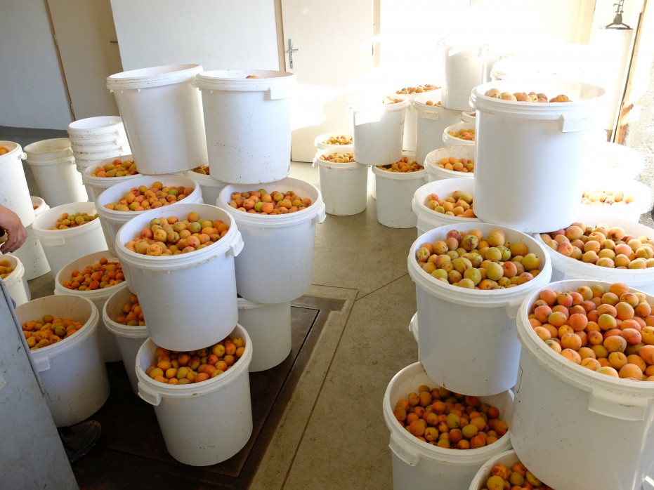 Apricot harvest in the culinary region of Kittsee